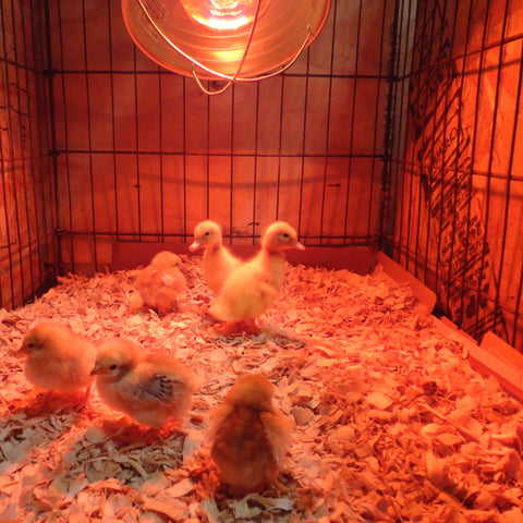 chicks under a heat lamp