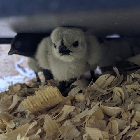 Chicks under a heat plate