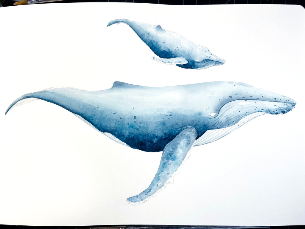 6406 Humpback Whale Drawing Images Stock Photos  Vectors  Shutterstock