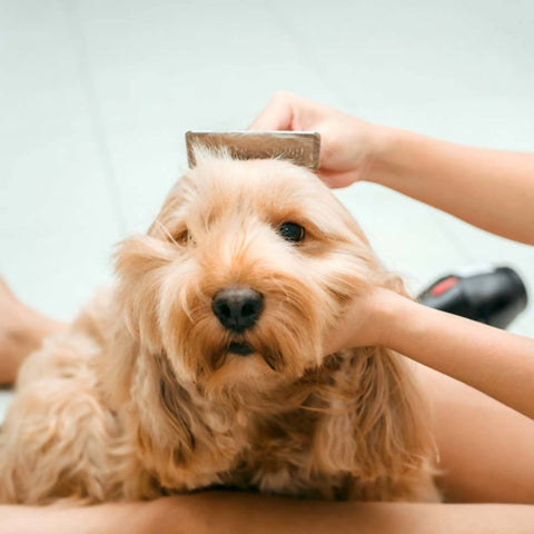 how do you cut down dog hair in the house