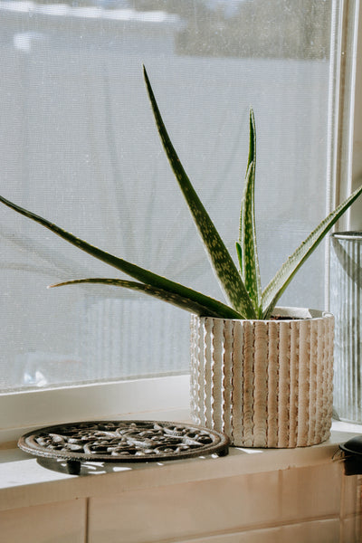 aloe vera plant