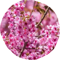 Prunus cerasoides.webp__PID:0bf34803-9241-438a-8047-bc3a9b5a248e