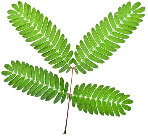 Image showing Touch-Me-Not Plant