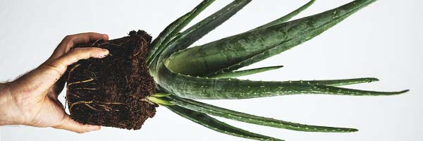 Aloe Vera houseplant