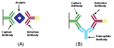 Figure 1. (A) Showing the formation of sandwich complex in the presence of an analyte (true positive) and (B) in the absence of an analyte (false positive). 