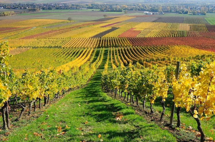 Panorama italiano vigneti 