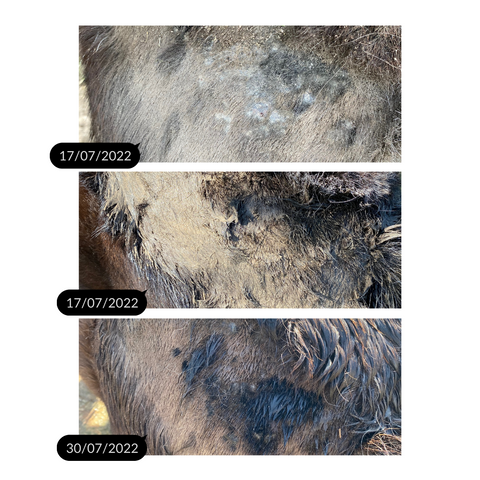 Fulvic Poultice Application
