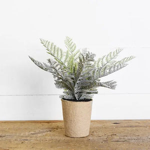 FERN IN PAPER POT - Manchester | Real Deals