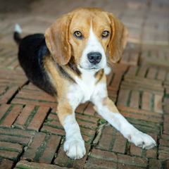 Beagle Cuccioletti