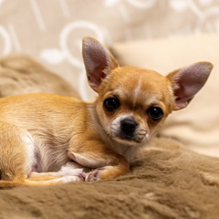 Chihuahua Cuccioletti