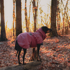 Coonhound