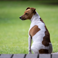 Jack Russell Terrier