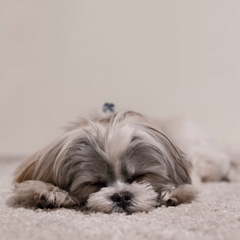 Maltese Cuccioletti