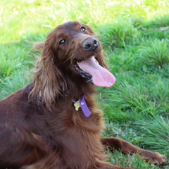 Setter retriever Cuccioletti