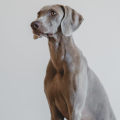 Weimaraner