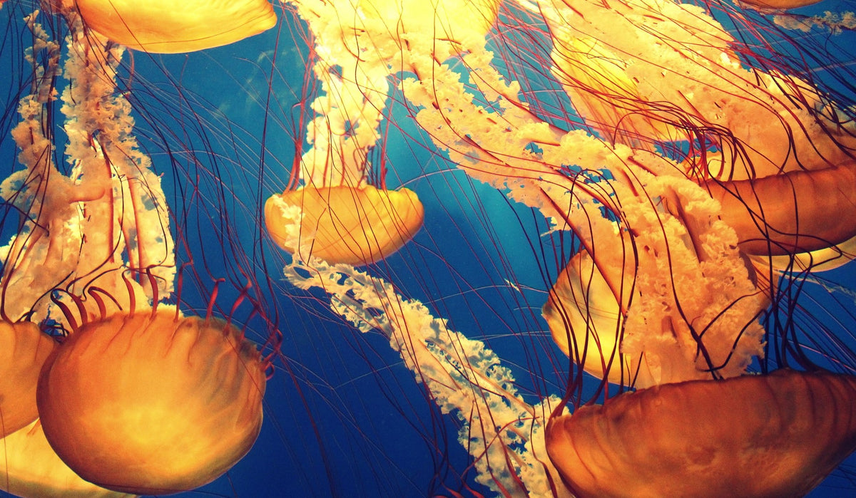 Jellyfish: Facts and Fiction– DIPNDIVE