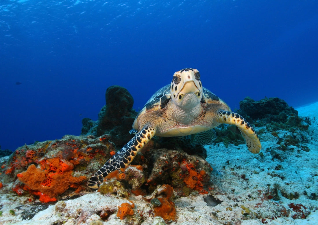 Cozumel turtle