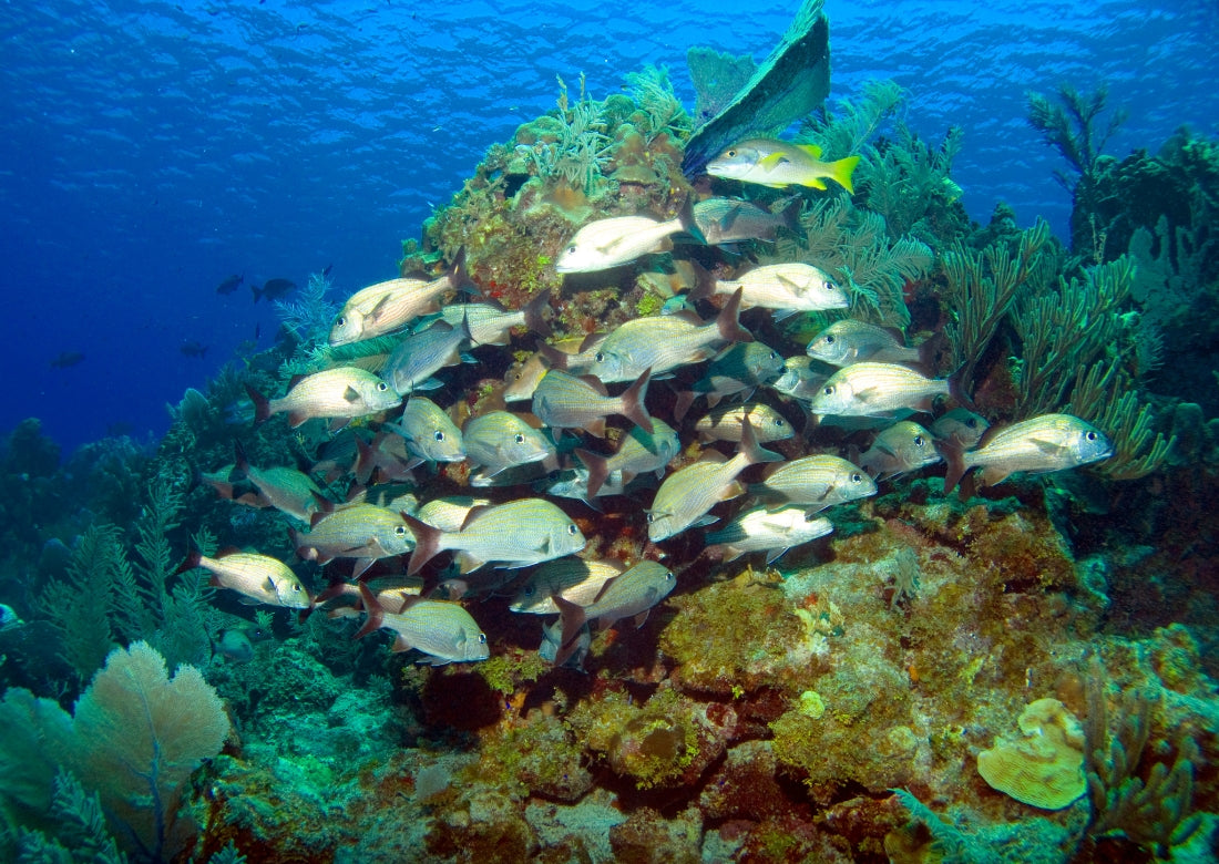 cayman brac fish