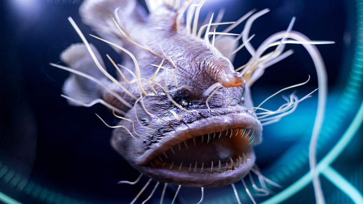 scary marine creatures