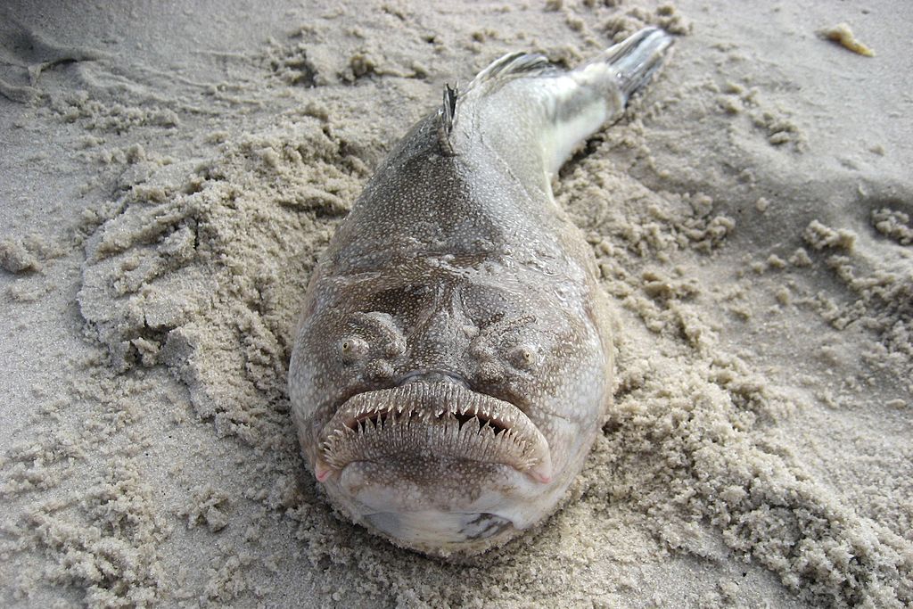 The World's “Ugliest” Animals: The Blobfish Files