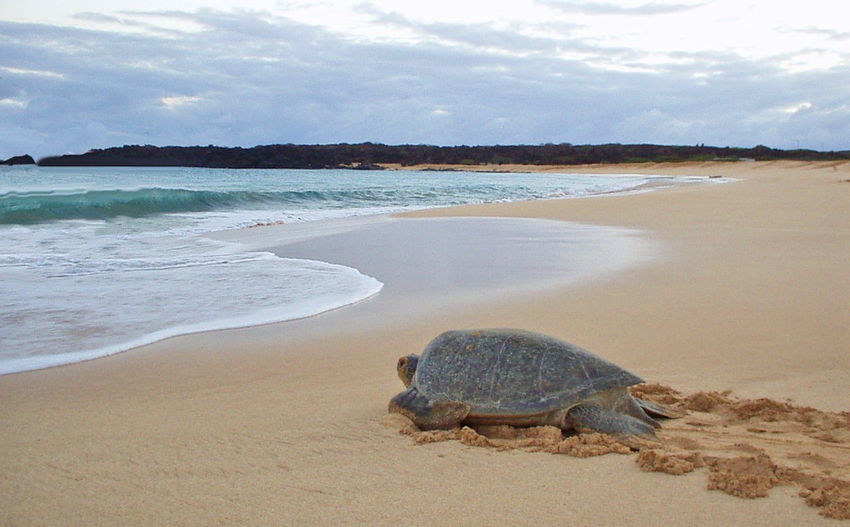 Green Sea Turtles