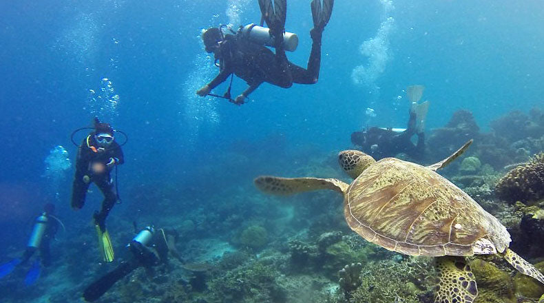 sustainable turtle diving