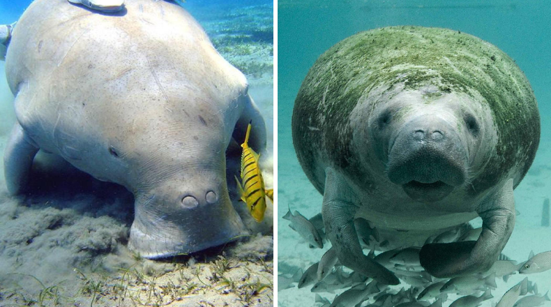 manatee dugong difference