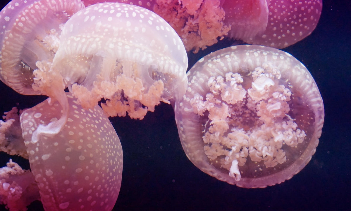 coral under uv light