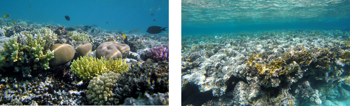 Corals create structures to promote reef recovery • Mares - Scuba Diving  Blog