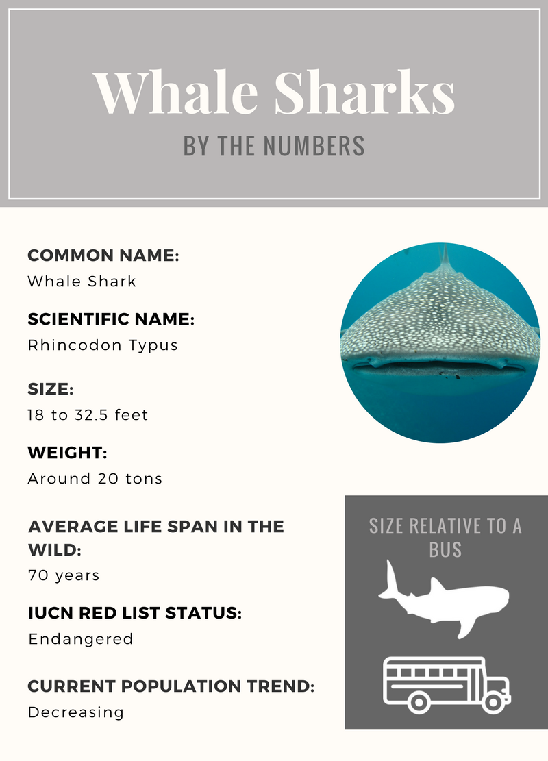 Whale Shark Fact Sheet, Blog, Nature