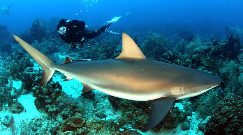  shark diving destinations