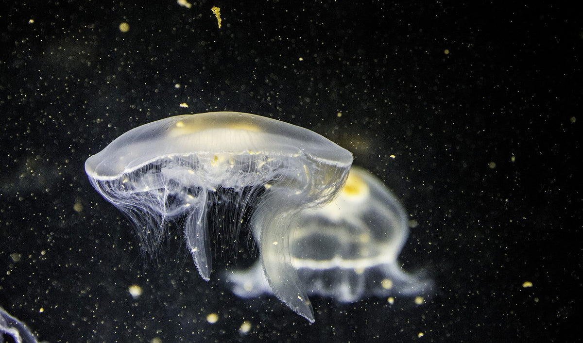 jellyfish floating