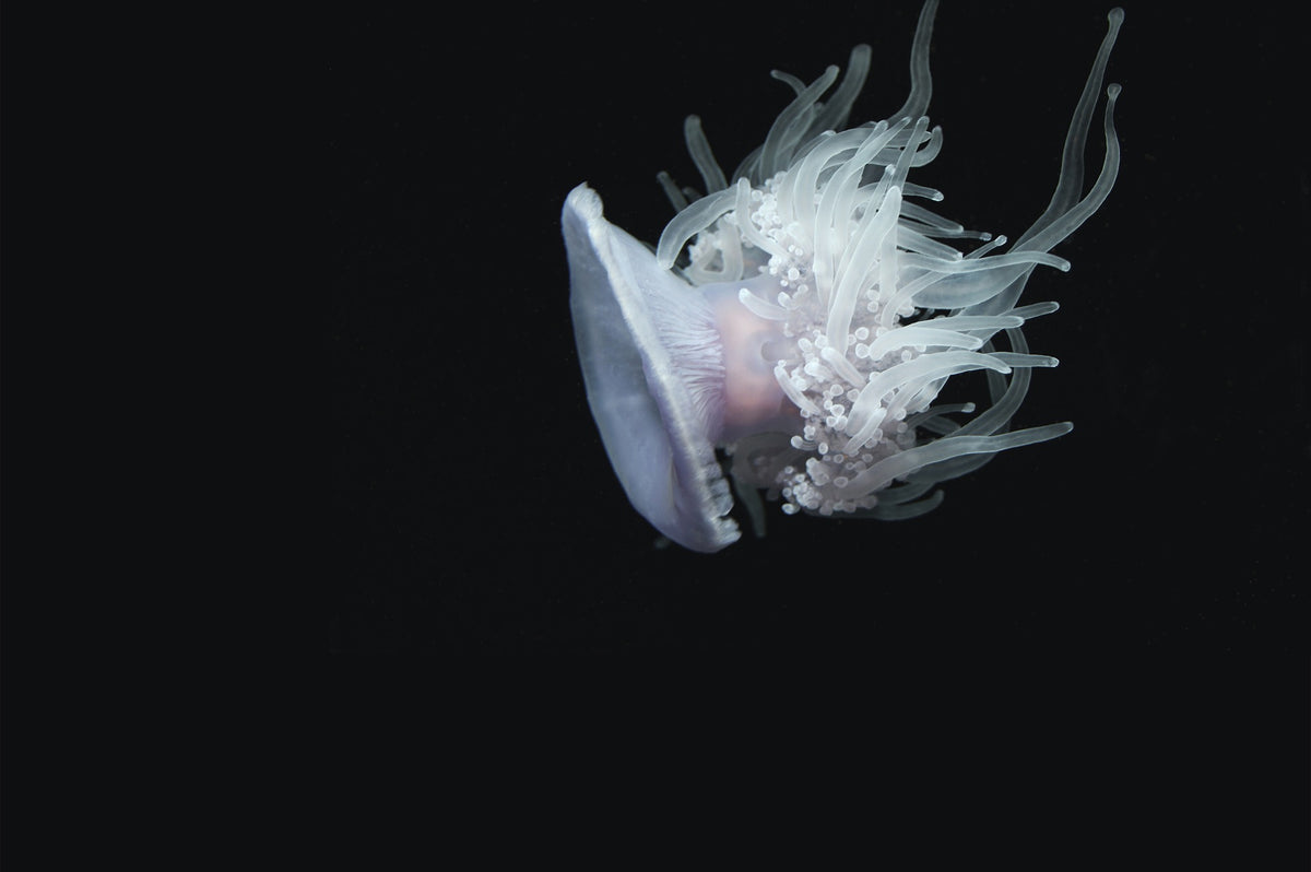 jellyfish white