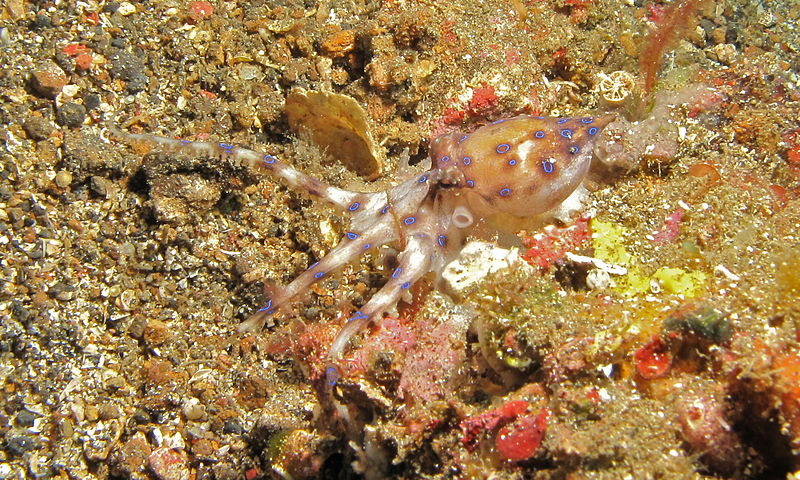 octopus Hapalochlaena maculosa