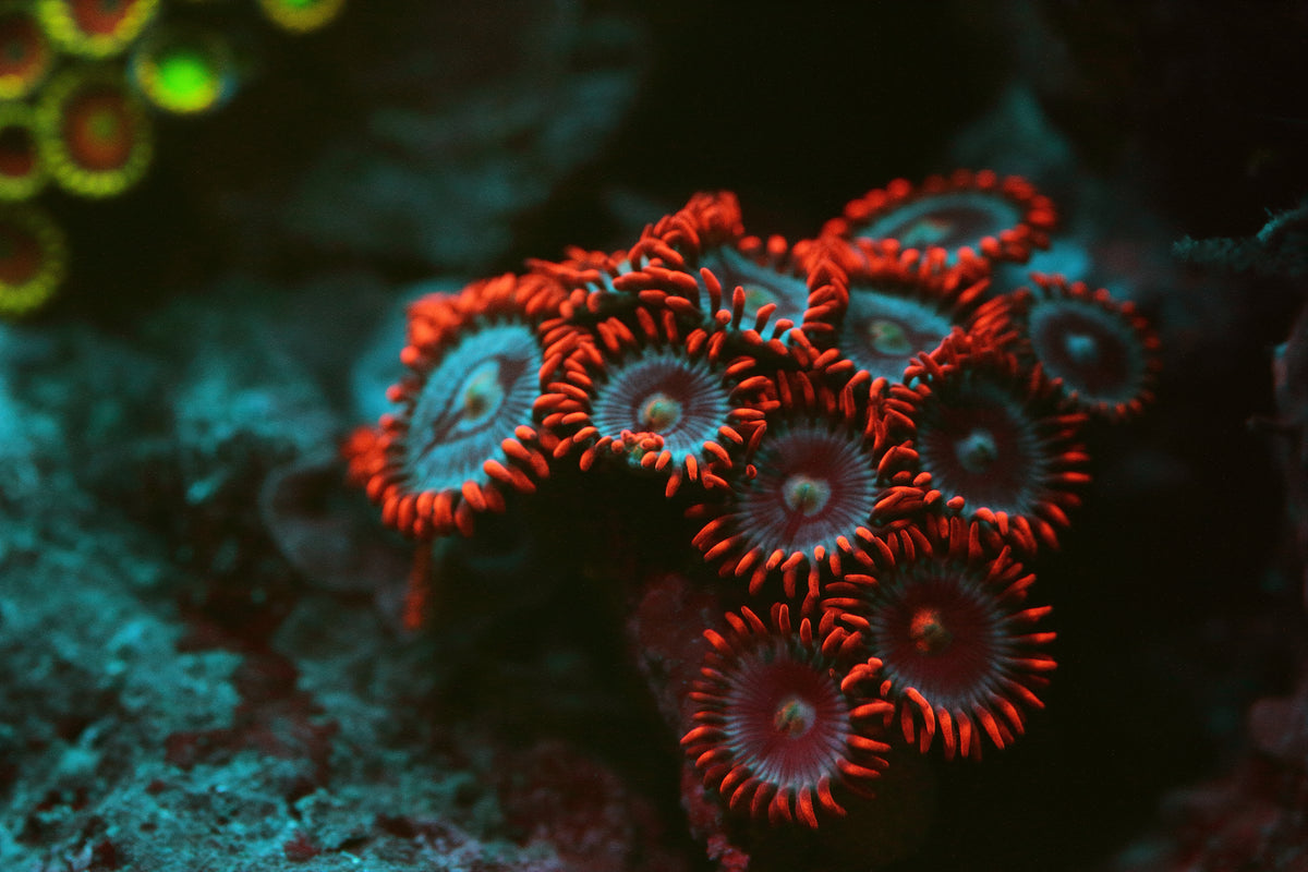 coral under uv light
