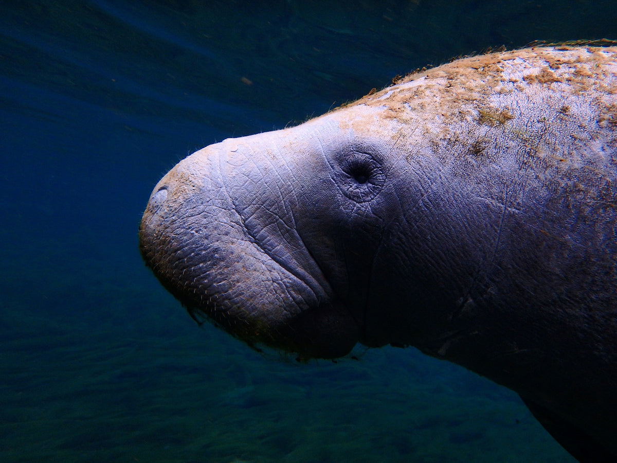 manatee