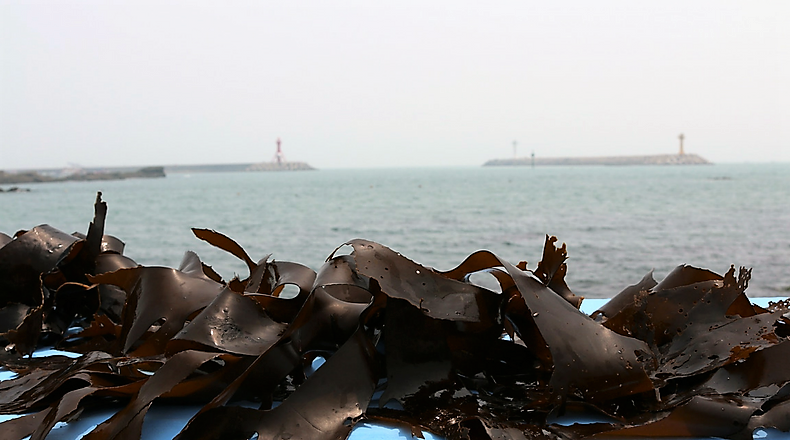 kelp farming