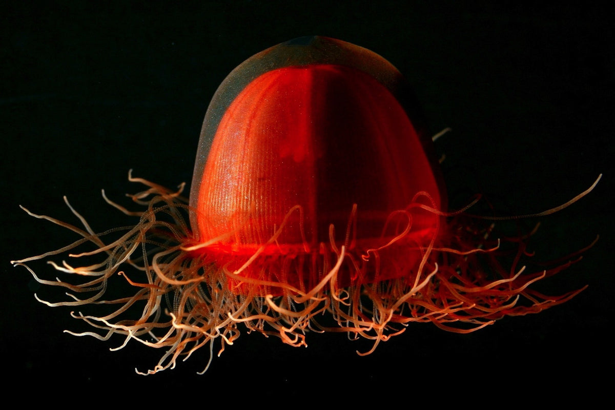 jellyfish red