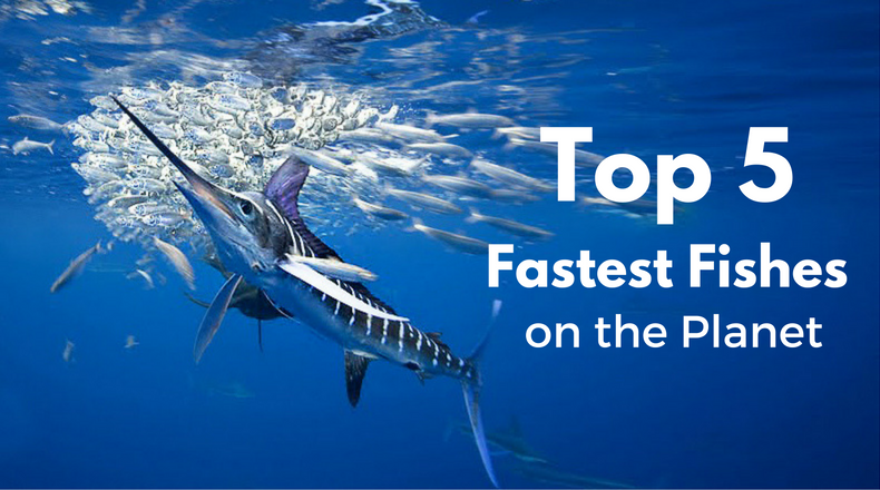 top 5 Fastest Fishes 