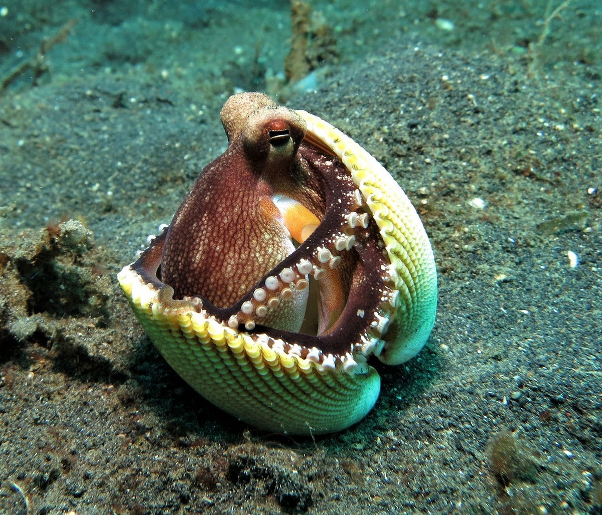 octopus in a shell