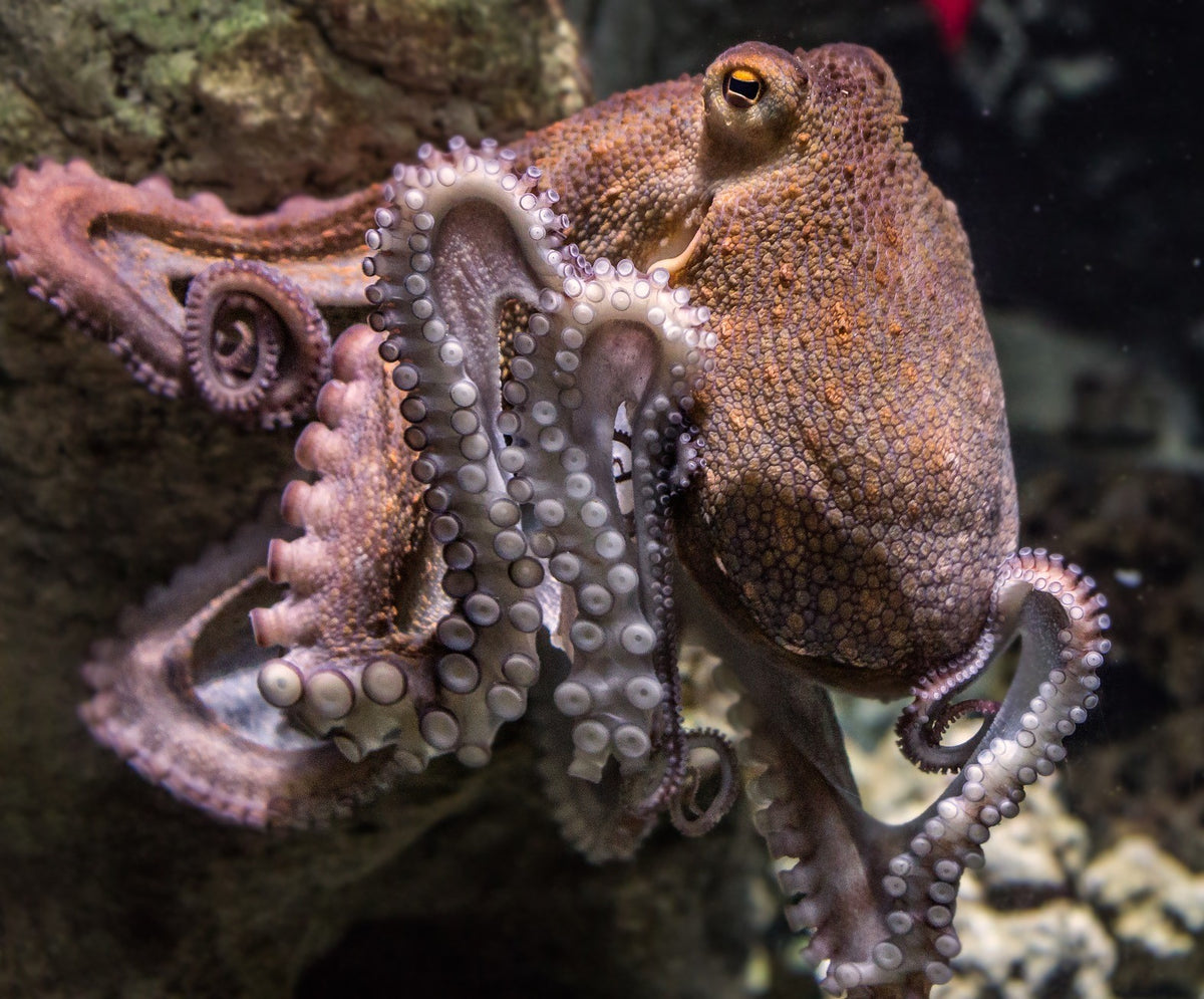 Octopus