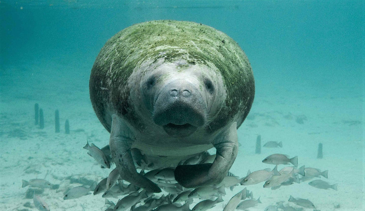 swim with manatees guidelines