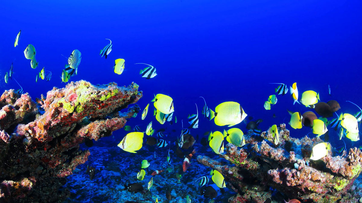 colorful reef fish