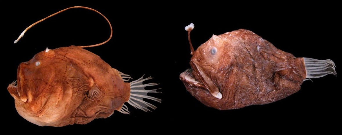 Move over blobfish, the fangtooth is scarier 