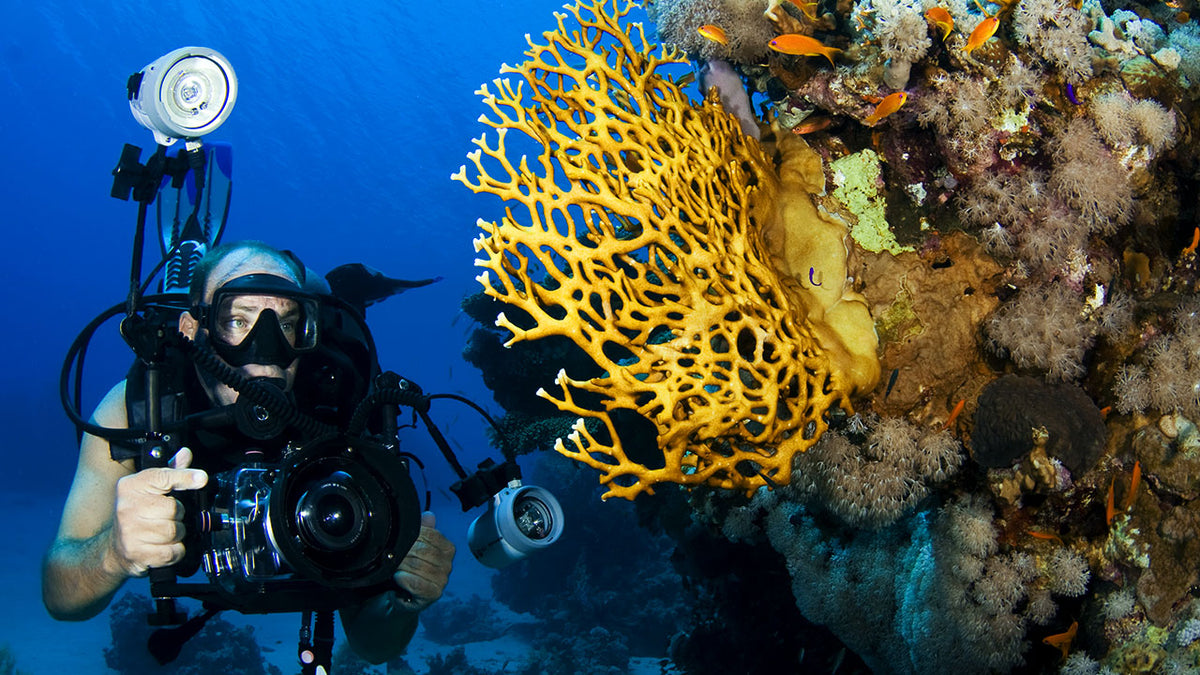 Brain Coral - Sports - Underwater Leggings