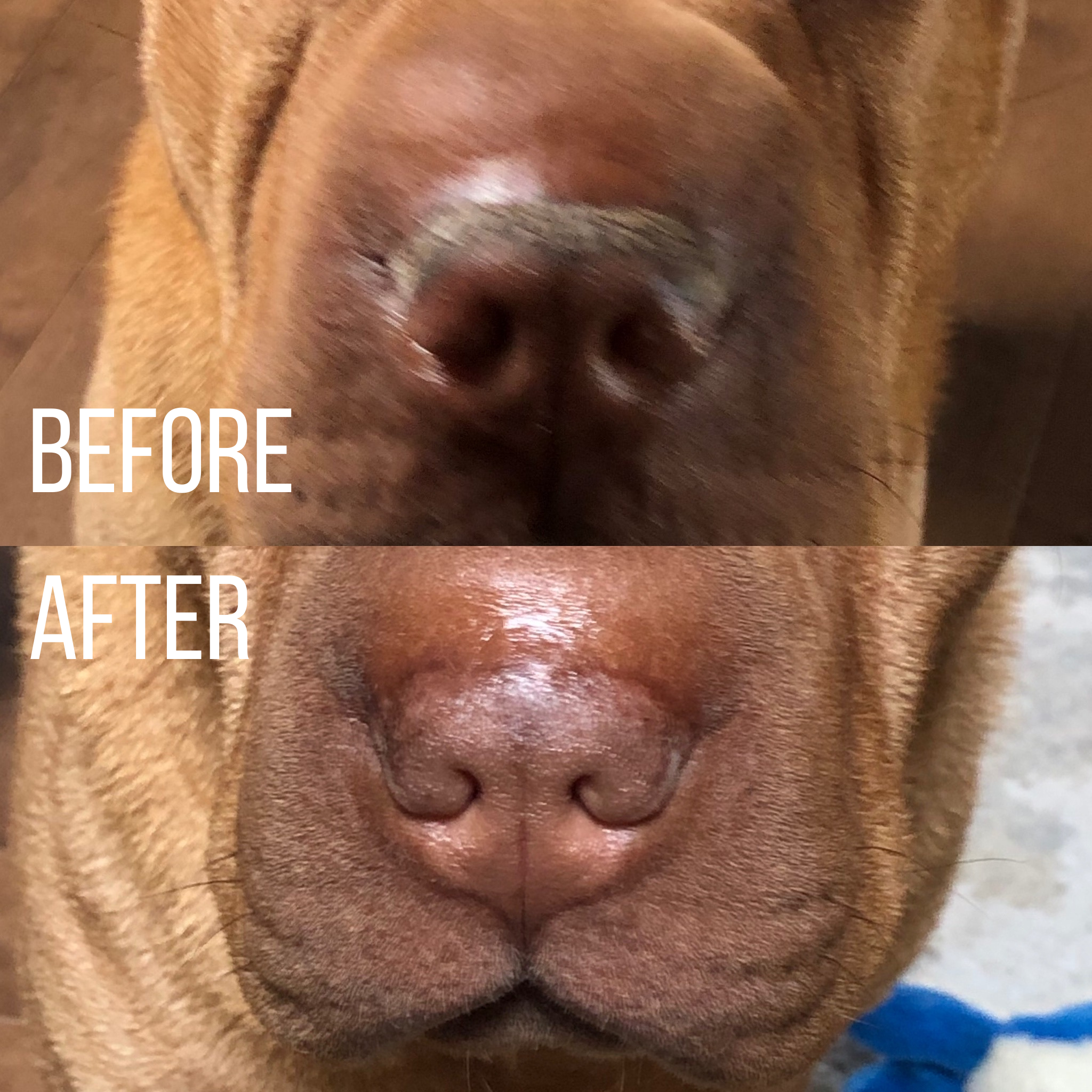 do dogs noses heal quickly