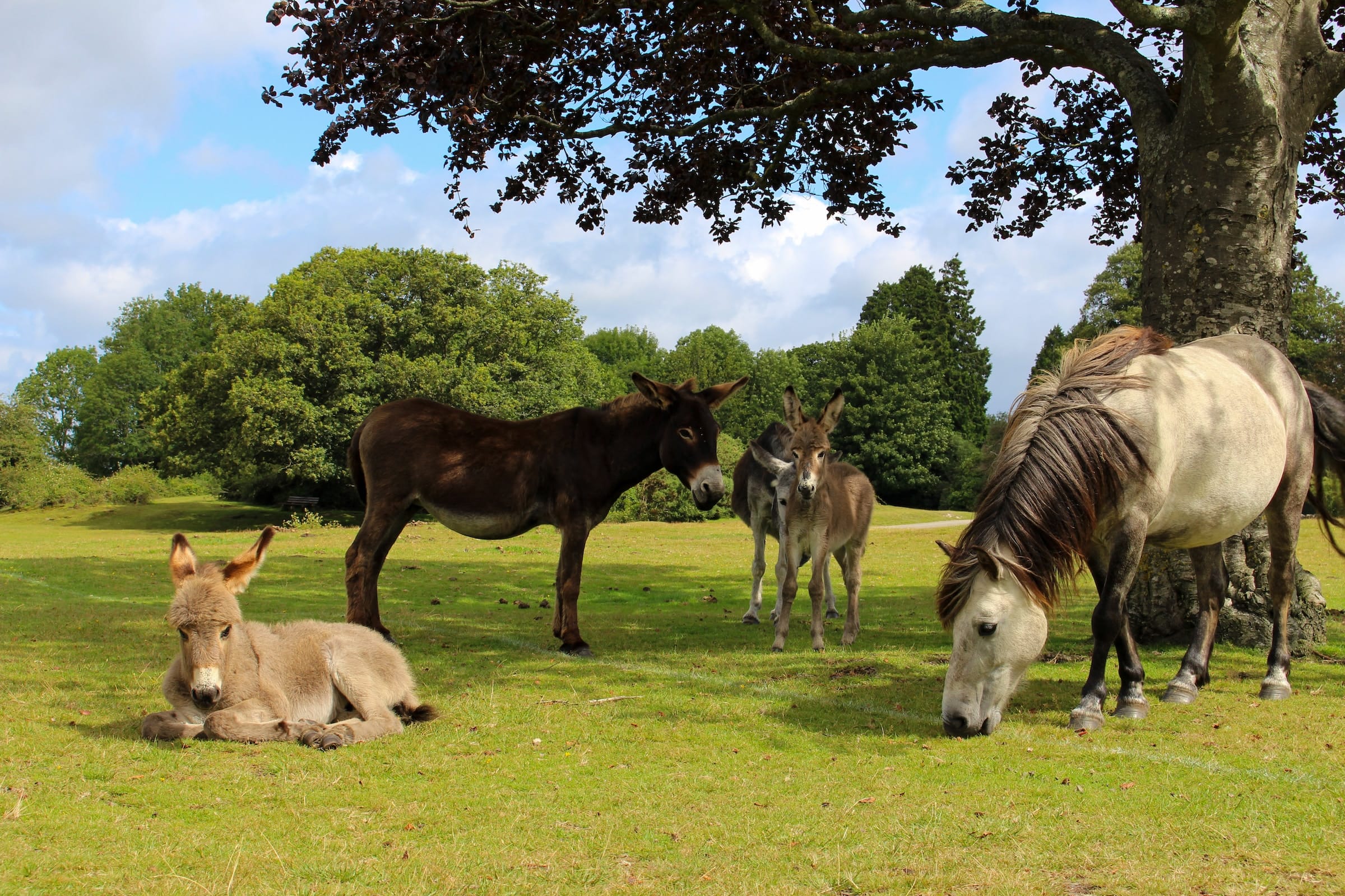 New Forest Motorcycle Road Trip