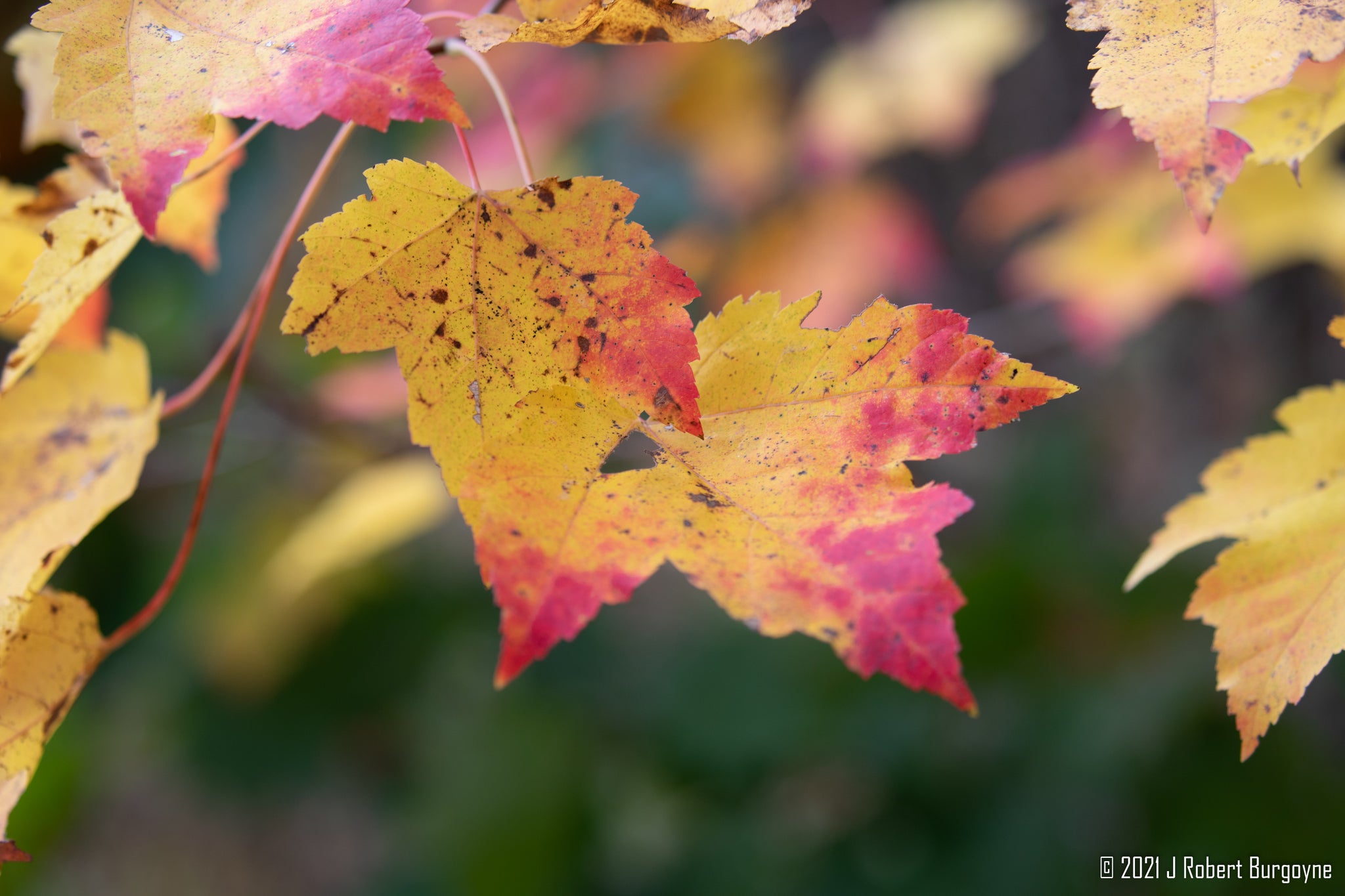 Tree leaves changed to bright yellow and red colors. Blurred green foliage at rear. 