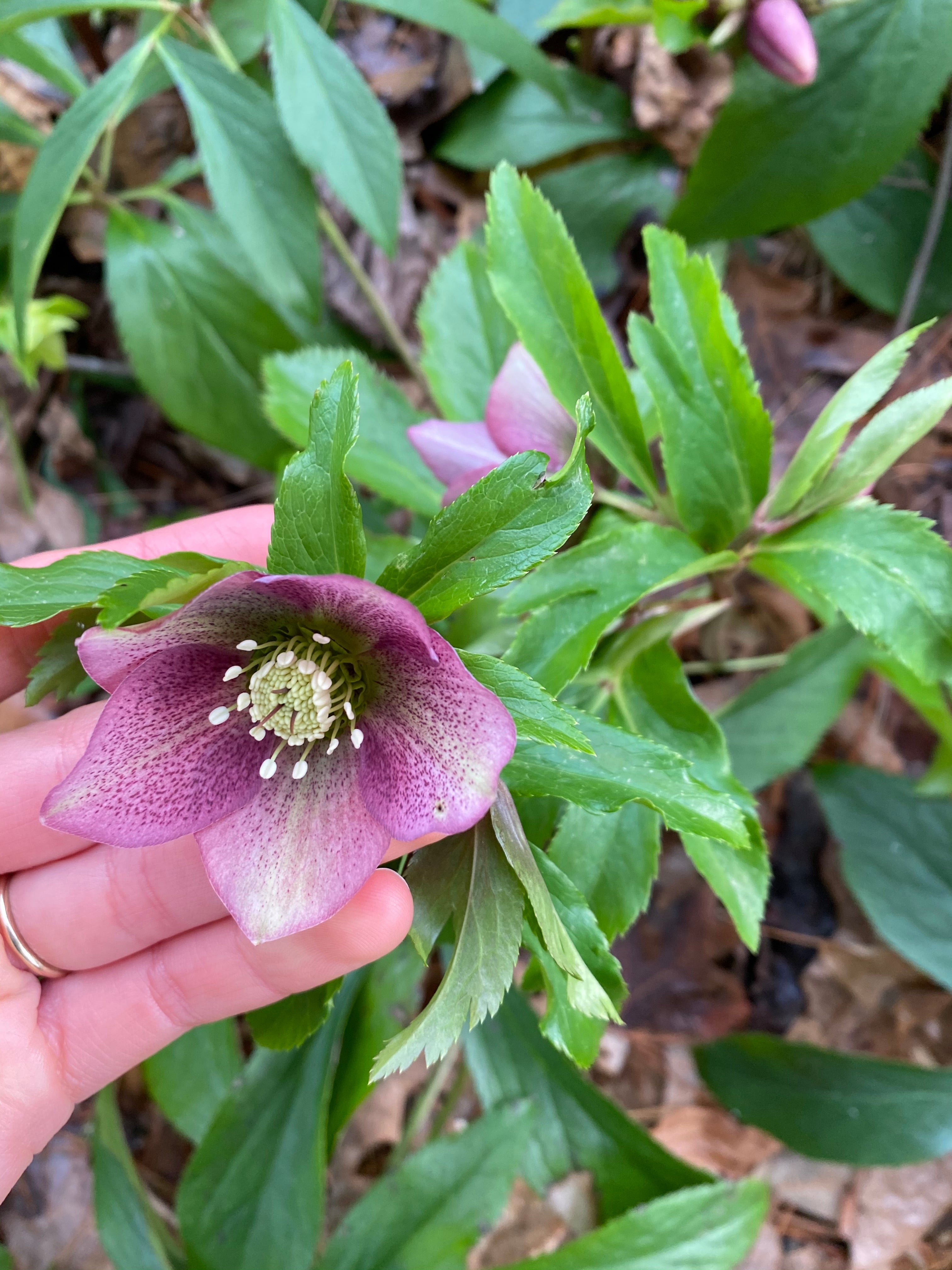 Hellebores in the front yard!