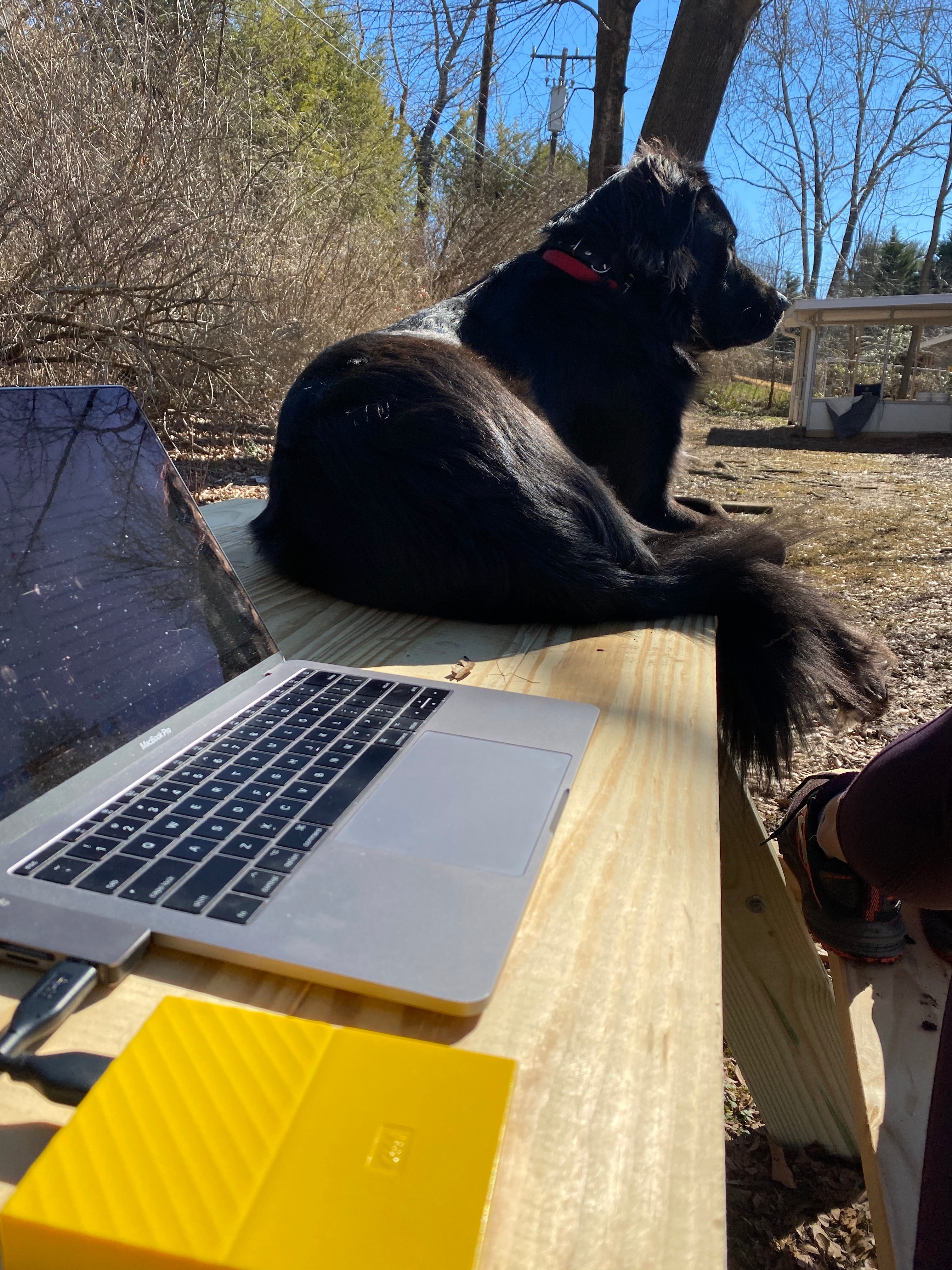 A glorious day at the backyard picnic table